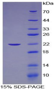 Figure 1. SDS-PAGE