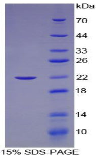 Figure 1. SDS-PAGE