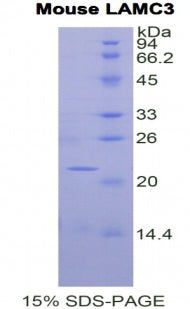 Figure 1. SDS-PAGE