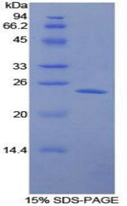 Figure 1. SDS-PAGE