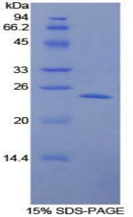 Figure 1. SDS-PAGE