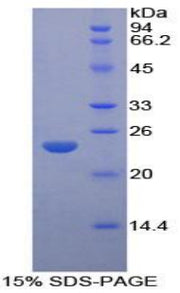 Figure 1. SDS-PAGE