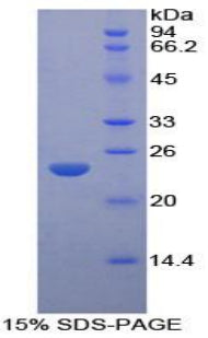 Figure 1. SDS-PAGE