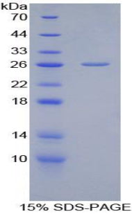 Figure 1. SDS-PAGE