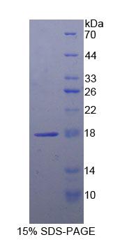 Figure 1. SDS-PAGE