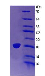 Figure 2. SDS-PAGE