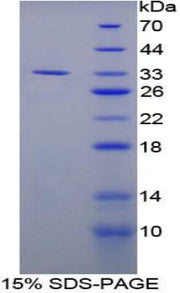 Figure 1. SDS-PAGE