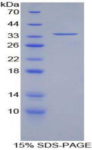 Figure 1. SDS-PAGE