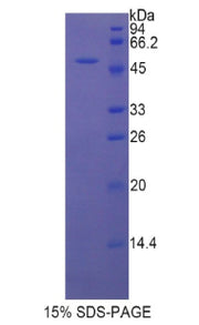 Figure 1. SDS-PAGE