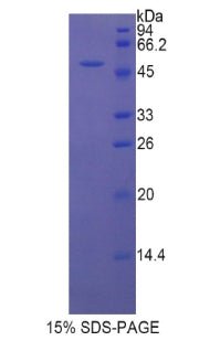 Figure 1. SDS-PAGE