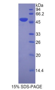 Figure 1. SDS-PAGE