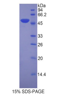 Figure 1. SDS-PAGE