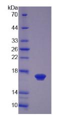 Figure 3. SDS-PAGE