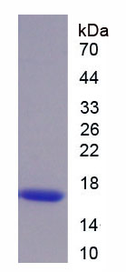 Figure 1. SDS-PAGE