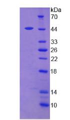 Figure 2. SDS-PAGE