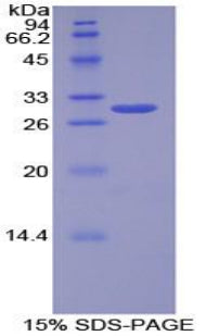 Figure 1. SDS-PAGE