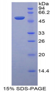 Figure 1. SDS-PAGE