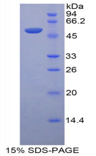 Figure 1. SDS-PAGE