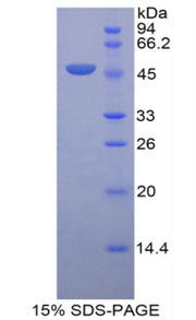 Figure 1. SDS-PAGE