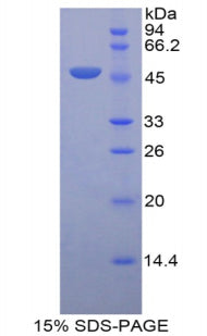 Figure 1. SDS-PAGE