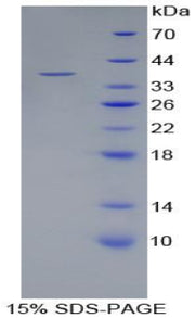 Figure 1. SDS-PAGE