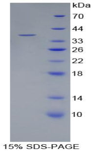 Figure 1. SDS-PAGE