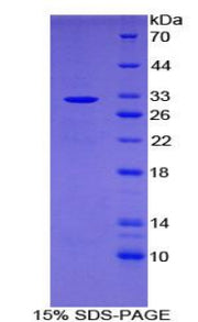 Figure 1. SDS-PAGE