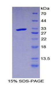 Figure 1. SDS-PAGE