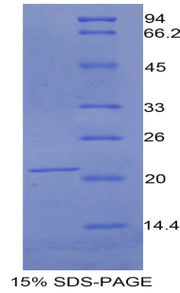 Figure 1. SDS-PAGE