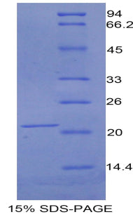 Figure 1. SDS-PAGE
