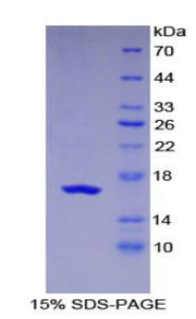 Figure 1. SDS-PAGE