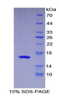 Figure 1. SDS-PAGE
