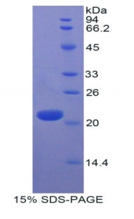 Figure 1. SDS-PAGE