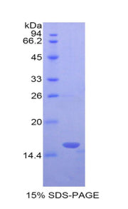 Figure 1. SDS-PAGE
