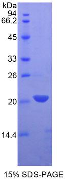 Figure 1. SDS-PAGE