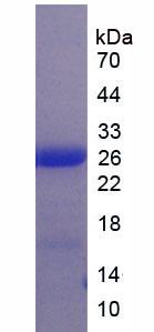 Figure 2. SDS-PAGE