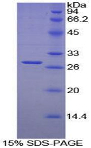 Figure 1. SDS-PAGE