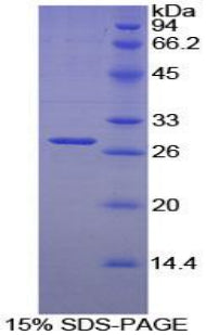 Figure 1. SDS-PAGE