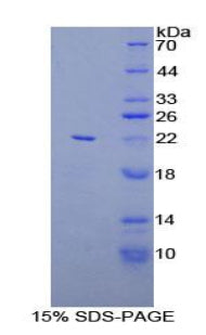 Figure 1. SDS-PAGE
