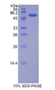 Figure 1. SDS-PAGE
