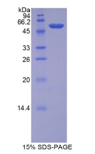 Figure 1. SDS-PAGE