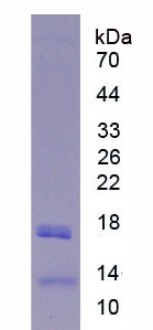 Figure 1. SDS-PAGE
