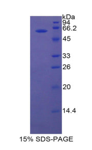 Figure 1. SDS-PAGE