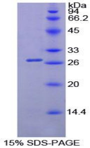 Figure 1. SDS-PAGE