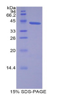 Figure 1. SDS-PAGE