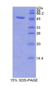 Figure 1. SDS-PAGE