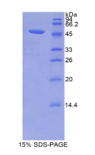 Figure 1. SDS-PAGE