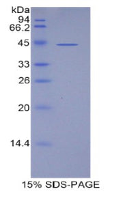 Figure 1. SDS-PAGE
