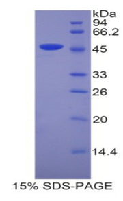 Figure 1. SDS-PAGE