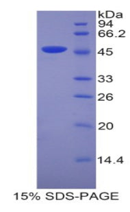 Figure 1. SDS-PAGE